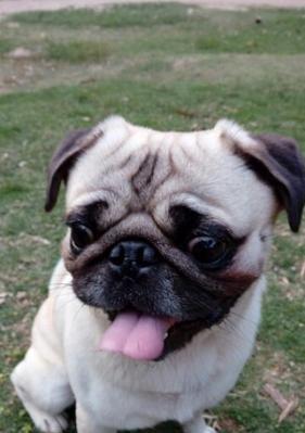 巴哥犬的鼻子怎么回事？巴哥犬鼻子异常的原因及解决方法是什么？