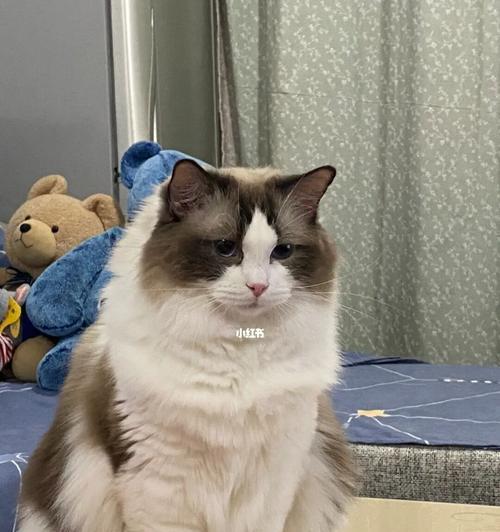 11个月布偶猫体重是多少？布偶猫体重标准？