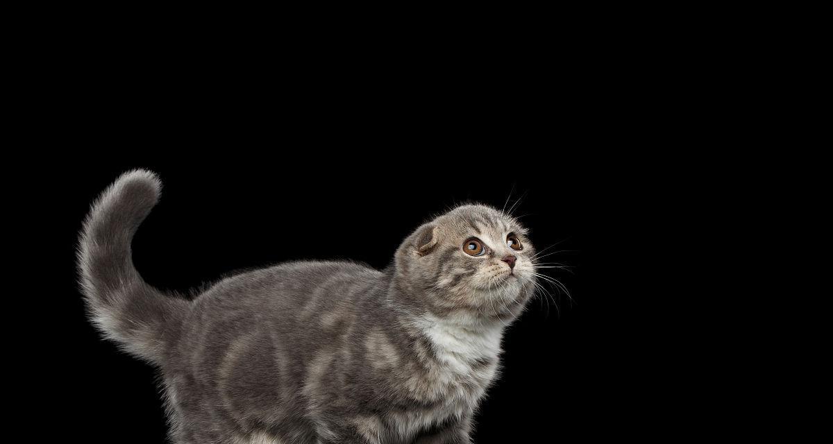 1500的纯黑折耳猫贵吗？折耳猫价格标准是多少？
