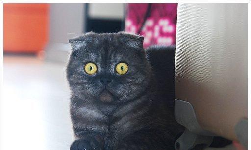 1500的纯黑折耳猫贵吗？折耳猫价格标准是多少？
