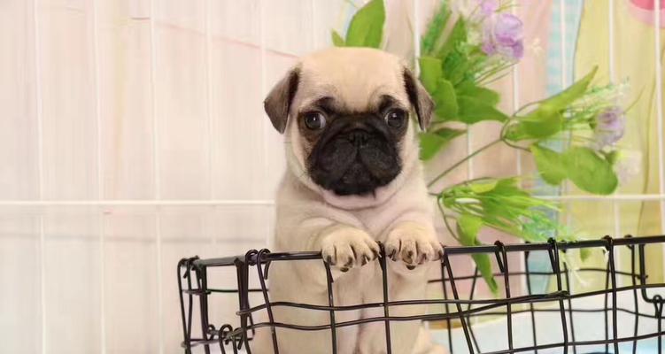 巴哥犬贫血吃什么好？巴哥犬贫血饮食调理方法有哪些？
