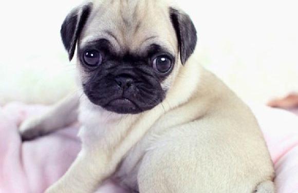 巴哥犬贫血吃什么好？巴哥犬贫血饮食调理方法有哪些？