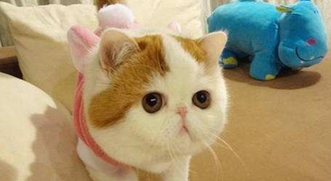 2周大的猫咪怎么饲养？新生猫咪饲养注意事项有哪些？