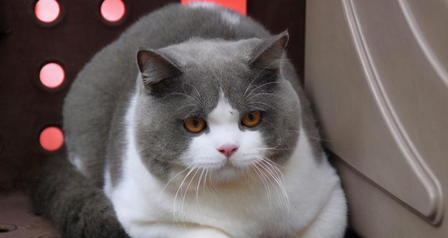 2周大的猫咪怎么饲养？新生猫咪饲养注意事项有哪些？