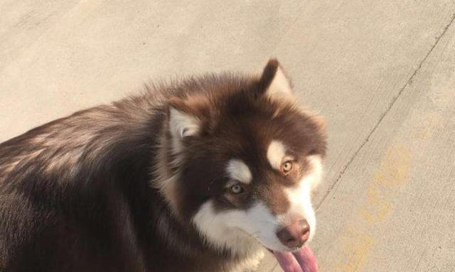 阿拉斯加幼犬不睡觉怎么办？阿拉斯加幼犬睡眠问题解决方法有哪些？