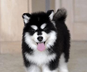 阿拉斯加幼犬不睡觉怎么办？阿拉斯加幼犬睡眠问题解决方法有哪些？