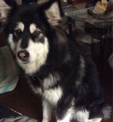 阿拉斯加犬夏天能剪毛吗？阿拉斯加犬剪毛注意事项有哪些？