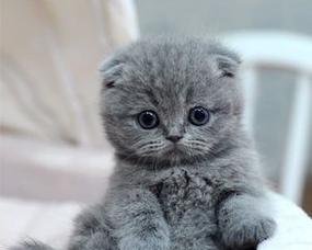 jessica为啥叫折耳猫？折耳猫名字由来是什么？