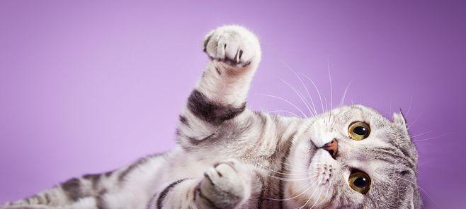 jessica为啥叫折耳猫？折耳猫名字由来是什么？