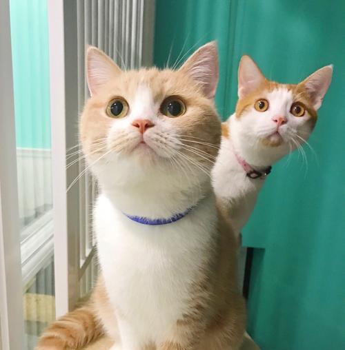 jessica为啥叫折耳猫？折耳猫名字由来是什么？
