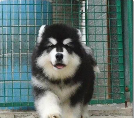 阿拉斯加犬南通怎么样？阿拉斯加犬南通购买渠道有哪些？