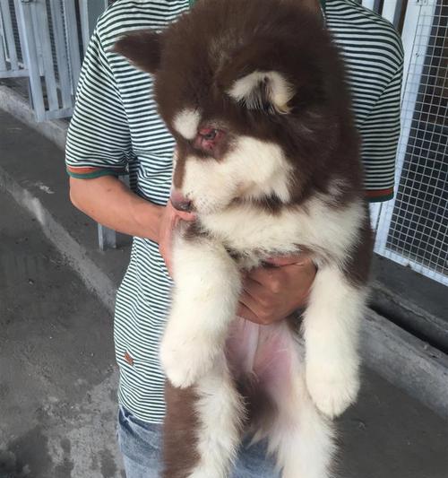 阿拉斯加犬南通怎么样？阿拉斯加犬南通购买渠道有哪些？