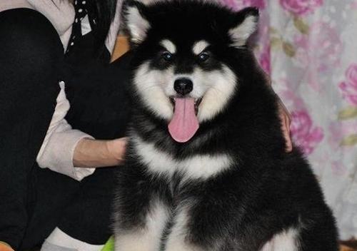 阿拉斯加犬凶吗？阿拉斯加犬好养吗？