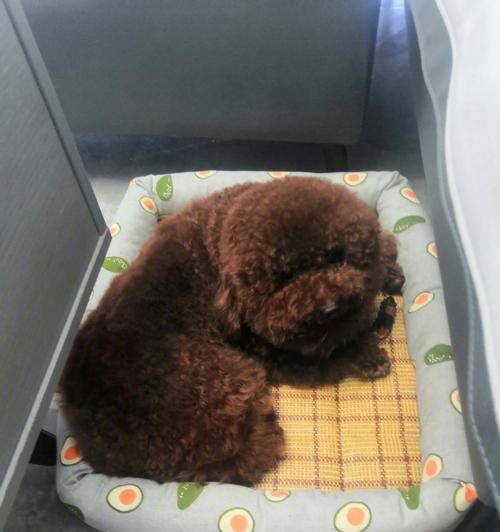 70天泰迪吃什么狗粮？泰迪犬70天饮食建议有哪些？