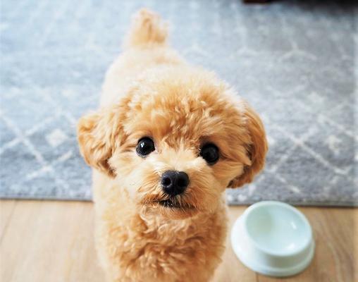70天泰迪吃什么狗粮？泰迪犬70天饮食建议有哪些？