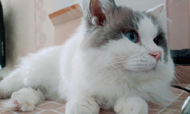 布偶猫配种需要注意什么？两只布偶猫配种有哪些常见问题？
