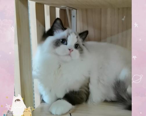 布偶猫配种需要注意什么？两只布偶猫配种有哪些常见问题？