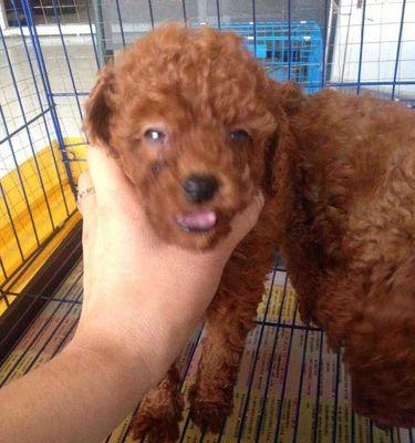 8个月泰迪犬如何训练？泰迪犬8个月大有哪些训练方法？