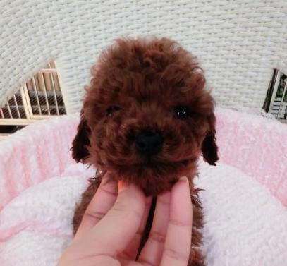 8个月泰迪犬如何训练？泰迪犬8个月大有哪些训练方法？