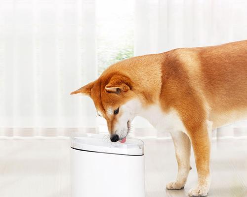 diy狗狗喝水装置怎么做？自制狗狗饮水器需要注意什么？
