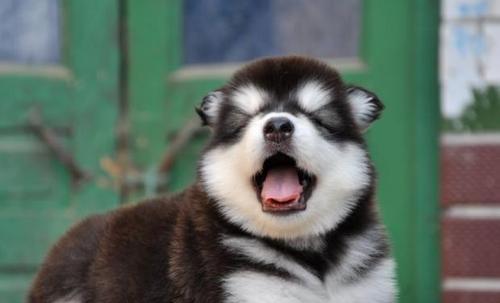 阿拉斯加犬几个月不长身高？阿拉斯加犬停止生长的年龄是多少？