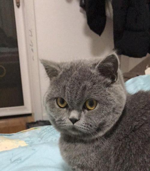 7个月折耳猫体重多少？折耳猫不同阶段的体重标准是多少？