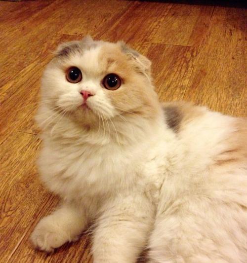 7个月折耳猫体重多少？折耳猫不同阶段的体重标准是多少？