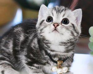 7个月折耳猫体重多少？折耳猫不同阶段的体重标准是多少？