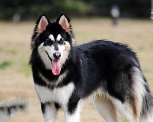 100斤阿拉斯加犬正常吗？阿拉斯加犬的体重标准是多少？