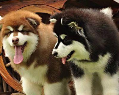 100斤阿拉斯加犬正常吗？阿拉斯加犬的体重标准是多少？