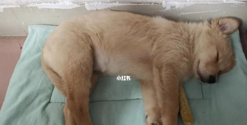2周大狗狗吃多少？幼犬的食量标准是多少？