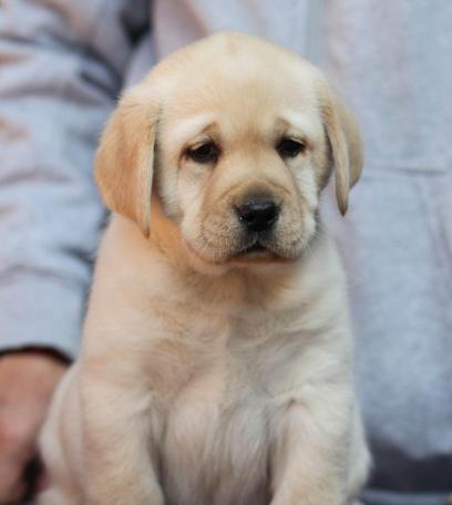 2个月拉布拉多什么样子？拉布拉多犬幼犬的特征有哪些？