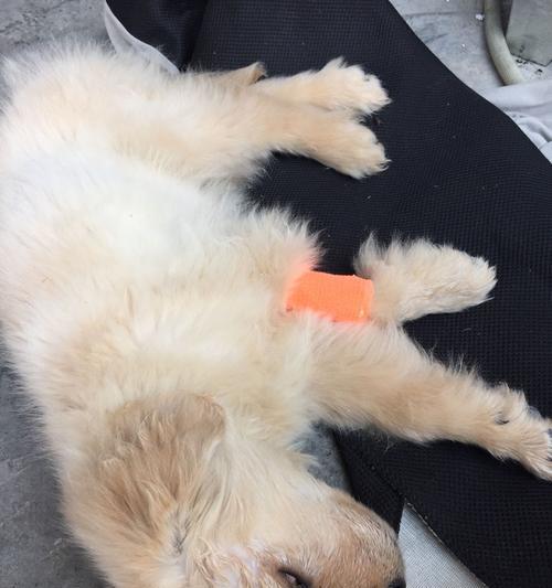 9个月狗狗拉稀呕吐怎么办？狗狗拉稀呕吐的常见原因及处理方法是什么？