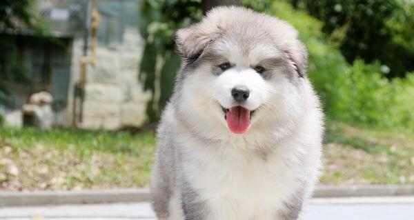 阿拉斯加小狗狗生活习性有哪些？阿拉斯加幼犬的日常护理怎么做？