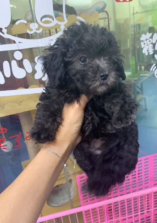 6个月的灰泰迪体重多少？灰泰迪犬的体重标准是多少？