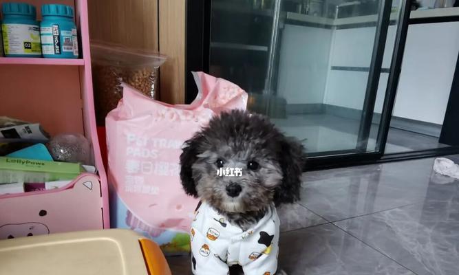 6个月的灰泰迪体重多少？灰泰迪犬的体重标准是多少？