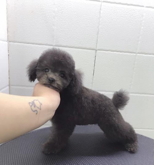 6个月的灰泰迪体重多少？灰泰迪犬的体重标准是多少？