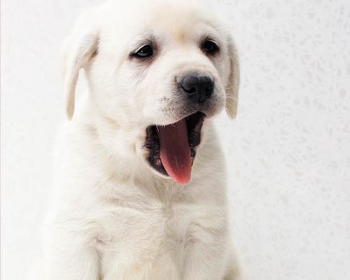 八哥犬拉布拉多杂交后代有哪些特点？巴哥犬和拉布拉多犬可以配种吗？