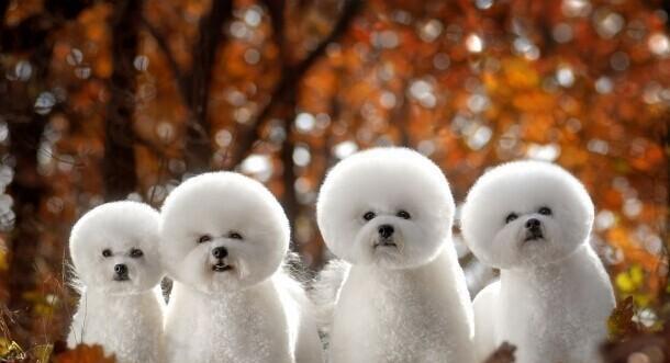 八哥犬拉布拉多杂交后代有哪些特点？巴哥犬和拉布拉多犬可以配种吗？