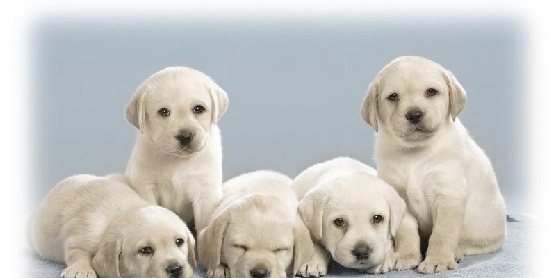 八哥犬拉布拉多杂交后代有哪些特点？巴哥犬和拉布拉多犬可以配种吗？