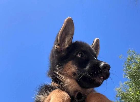 阿拉斯加能不能打过马犬？阿拉斯加犬和马犬的战斗力对比如何？