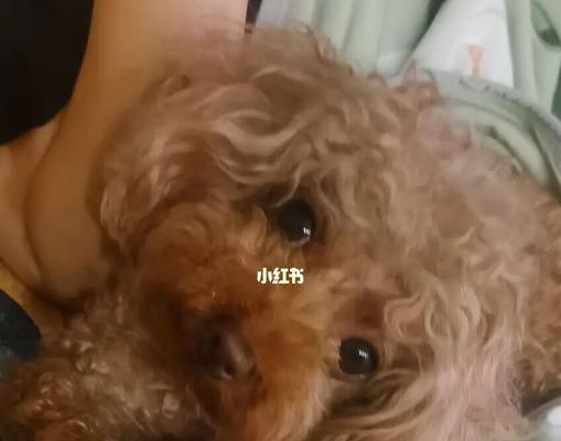 30多天小狗怎么喂？幼犬的饮食安排和注意事项有哪些？