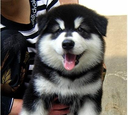 阿拉斯加六个月是幼犬吗？阿拉斯加犬的幼犬期是多久？