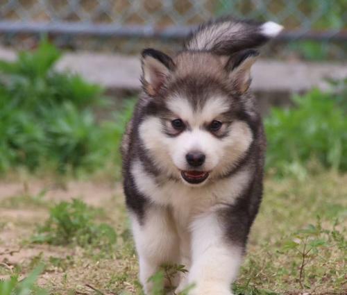 阿拉斯加六个月是幼犬吗？阿拉斯加犬的幼犬期是多久？