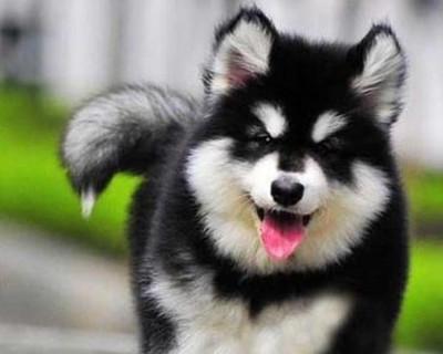 阿拉斯加犬如何养大？阿拉斯加犬饲养指南有哪些？