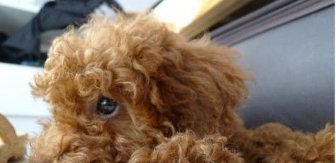 7个月的泰迪吃多少克狗粮？泰迪犬幼犬的食量标准是多少？