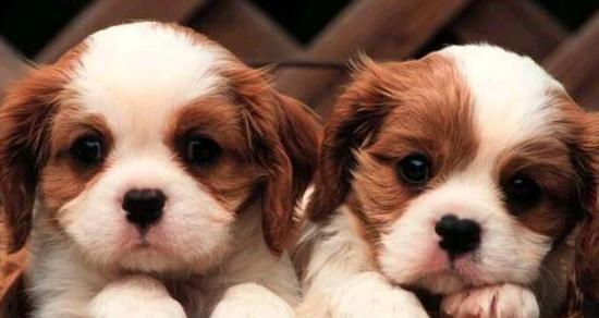 7个月的泰迪吃多少克狗粮？泰迪犬幼犬的食量标准是多少？