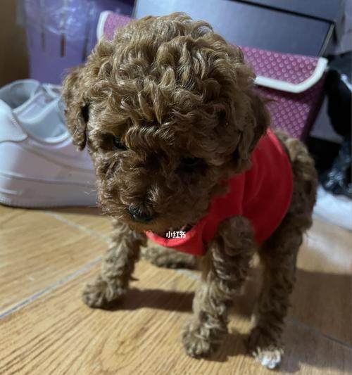 3个月泰迪拉稀一天了怎么办？泰迪犬幼犬腹泻的常见原因及处理方法是什么？