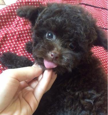 3个月泰迪拉稀一天了怎么办？泰迪犬幼犬腹泻的常见原因及处理方法是什么？