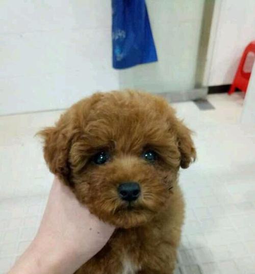 3个月泰迪拉稀一天了怎么办？泰迪犬幼犬腹泻的常见原因及处理方法是什么？